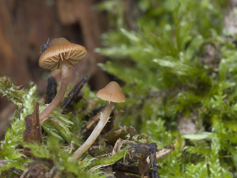 Galerina triscopa